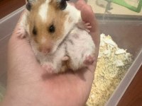 dişi hamster