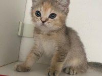 Safkan british shorthair