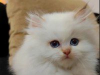 British longhair kedimiz yeni yuvasını arıyor
