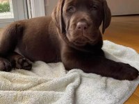 Çikolata ve beyaz renk Labrador Yavruları 