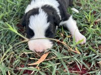 Safkan Bebek Surat Border Collie Yavrularımız