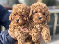 Ankaranın en seçkin toy poodle yavruları