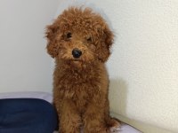 3 Aylık Dişi Poodle