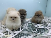 Ankarada yasal ruhsatlı çiftlikten pomeranian