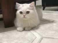 8 Aylık chinchilla kedisi sahiplendirme