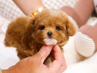 OZEL VE GUZEL TOY POODLE BEBEKLERIM