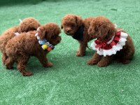 Bebek toy poodle