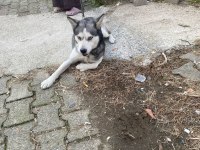Sibirya kurdu dişi 2 yaşında