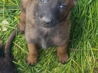 Malinois enerji ve heyecan