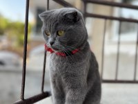 Scottish fold kedimi sahiplendirmek