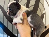 A Plus Irk Standartlarında French Bulldog Yavrularımız