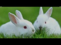 Albino renk cüce tavşan 2 buçuk aylık minkler