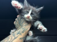 Saf kan Dev xxl boy maine coon yavruları
