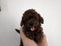TEACUP POODLE DİŞİ YAVRU
