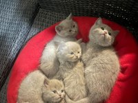 Blue point kan taşıyıcı yavrular british longhair