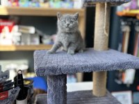 Ayı suratlı A kalite british shorthair