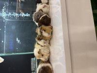 GİNEPİG YAVRULARI GELMİŞTİR CİTYPETSHOP