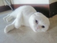 Scottish Fold Kızımız Yeni Ailesini Arıyor