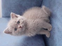 Satılık british shorthair 2 aylık