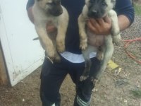 Kangal köpeği yavrulari
