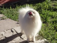 4 yaşında pomeranian