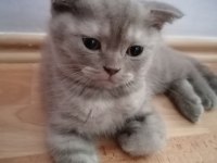 Scottish Fold (2 paticik) ve British Shorthair (1 Paticik)