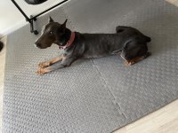 Paskal34 İstanbul Doberman