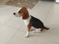 4 aylık safkan beagle