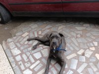 Safkan Aa++ Cane Corso İstanbul