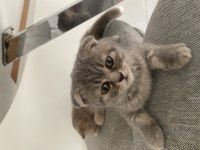 Acil verilecek tatlı scottish fold kedilerimiz
