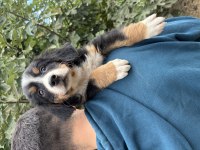 Bernese yavrularımız