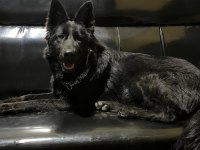 Solid black siyah alman çoban köpeği