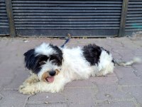 Terrier Dişi