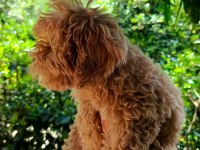 3 Aylık Dişi ve Erkek Poodle Yavrular