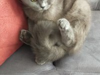 Scottish fold kedisi