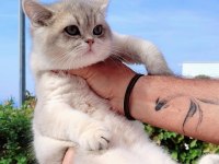 SAFKAN BLUE GOLDEN LOKUM OĞLUMUZ SCOTTİSH YUVASINA HAZIR