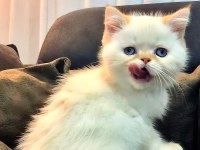 GÜZEL İRAN KEDİSİ YAVRULARIMIZ YENİ AİLESİNİ BEKLİYOR