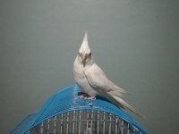 Konuşan Albino Sultan Papağanı