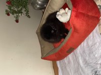 Molly pomeranian köpeği