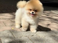 En iyi boo yavruları
