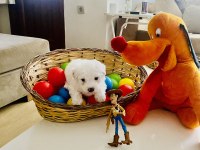 Maltese Terrier Xs Sıfır Numara Son İki Yavrum