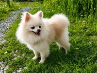 MİKRO TEACUP PAMUK PRENSES POMERANİAN BOO