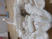 BAL KEDİLER REZERVEYE AÇILMIŞTIR