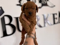 En akıllı apartman köpeği a şecereli toy poodle