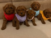 Toy Poodle Yavrular