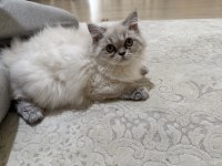 Beyaz british longhair