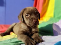 ÜRETİCİDEN A PLUS KALİTE LABRADOR YAVRULAR