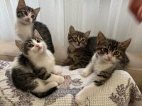 KEDİLERİMİZE ACİL YUVA ARANIYOR