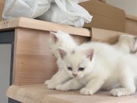 3 dişi 1 erkek british shorthair