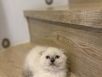 SCOTTISH FOLD BLUE POİNT YAVRULARIM 